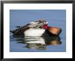 Red-Crested Pochard, Male Preening, Lake Geneva, Switzerland by Elliott Neep Limited Edition Print