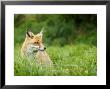 Red Fox Sitting In Long Green Grass, Sussex, Uk by Elliott Neep Limited Edition Print