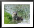 European Otter, Standing In Shallows, Sussex, Uk by Elliott Neep Limited Edition Print