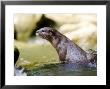 Asian Short Clawed Otter, Climbing Out Of Rockpool, Earsham, Uk by Elliott Neep Limited Edition Print