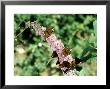 Peacock Butterflies On Buddleja, Uk by Oxford Scientific Limited Edition Print