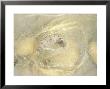 Silk Moth, Spinning Cocoon by Oxford Scientific Limited Edition Print