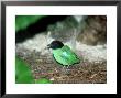 Hooded Pitta, Zoo Animal by Stan Osolinski Limited Edition Print
