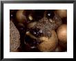 Bumble Bees, Worker Eating Eggs, Uk by O'toole Peter Limited Edition Print