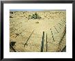 Welwitschia, 1500 Years Old In Wire Cage, Namibia by Richard Packwood Limited Edition Print