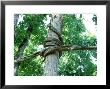 Strangler Fig, Chitwan National Park, Nepal by Richard Packwood Limited Edition Print