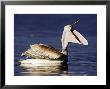 Dalmatian Pelican, Bill Open Yawning, Greece by Manfred Pfefferle Limited Edition Print