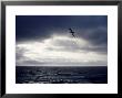 Southern Giant Petrel At Sea, Argentina by Mary Plage Limited Edition Print