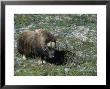 Musk Ox, Dovorfjell, Norway by Mary Plage Limited Edition Print