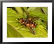 Tachind Fly, Adult Feeding, Cambridgeshire, Uk by Keith Porter Limited Edition Print