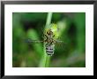 Dung Fly, Adult, Peterborough, Uk by Keith Porter Limited Edition Print