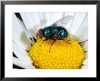 Greenbottle Fly, Adult Feeding On Flower, Cambridgeshire, Uk by Keith Porter Limited Edition Print