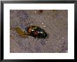 Dung Beetle, Adult Egglaying, Cambridgeshire, Uk by Keith Porter Limited Edition Print