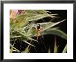 Picture Wing Fly, Egglaying, Uk by Keith Porter Limited Edition Print