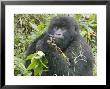 Mountain Gorilla, Female Eating, Rwanda by Mike Powles Limited Edition Print