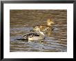 Pintail, Breeding Pair, Uk by Mike Powles Limited Edition Print