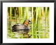 Little Grebe, Adult On Water, Uk by Mike Powles Limited Edition Print