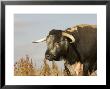 Old English Cattle, Norfolk, Uk by Mike Powles Limited Edition Print