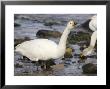 Whooper Swan, Dribbling From Beak, Scotland by Keith Ringland Limited Edition Print