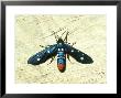Oleander Moth, Also Called Polka-Dot Or Uncle Sam by James H. Robinson Limited Edition Print