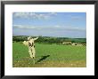 Scarecrow, North Norfolk by Chris Knights Limited Edition Pricing Art Print