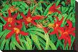 Just Lilies by Pamela Jablonski Limited Edition Pricing Art Print