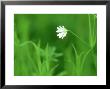 Greater Stitchwort, Ross-Shire, Scotland by Iain Sarjeant Limited Edition Print