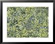 Lichen, Ross-Shire, Scotland by Iain Sarjeant Limited Edition Print