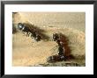 Carpenter Ants, Nests In Fallen Log, California, Usa by Frank Schneidermeyer Limited Edition Print