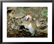 West African Gaboon Viper, Devouring A Mouse, Pennsylavania, Usa by Frank Schneidermeyer Limited Edition Print