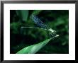 Damselfly, Thailand by Alastair Shay Limited Edition Print