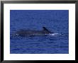 Fin Whale, Diving, France by Gerard Soury Limited Edition Print