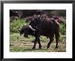 African Buffalo, Syncerus Caffer, Tanzania by Robert Franz Limited Edition Print