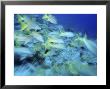 Yellowtail Snappers by Karen Schulman Limited Edition Print
