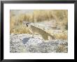 Yellow Mongoose, Yawning, Namibia by Patricio Robles Gil Limited Edition Pricing Art Print