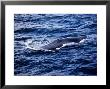 Blue Whale, Surfacing, Baja Califor by Gerard Soury Limited Edition Print