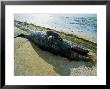 Grey Whale, Newborn On Beach, Scammon Lagoon by Gerard Soury Limited Edition Print