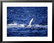 Humpback Whale, Upside Down, Sea Of Cortez by Gerard Soury Limited Edition Print