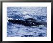 Humpback Whale, Head, Polynesia by Gerard Soury Limited Edition Print
