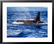 Killer Whale, Male At Surface, Azores, Portugal by Gerard Soury Limited Edition Print