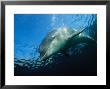 Bottlenose Dolphin, Pointe Du Raz, France by Gerard Soury Limited Edition Print
