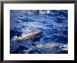 Melon-Headed Whale At Surface, Polynesia by Gerard Soury Limited Edition Print