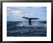 Sperm Whale, About To Dive, Portugal by Gerard Soury Limited Edition Print