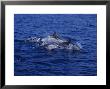 Striped Dolphin, Porpoising, Mediterranean by Gerard Soury Limited Edition Print
