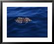 Loggerhead Turtle, Parasitized, Azores, Portugal by Gerard Soury Limited Edition Print