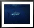 Great White Shark, Tagged, South Australia by Gerard Soury Limited Edition Print