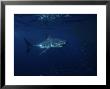 Great White Shark, Tagged, South Australia by Gerard Soury Limited Edition Pricing Art Print