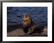 New Zealand Fur Seal, Young, South Australia by Gerard Soury Limited Edition Pricing Art Print