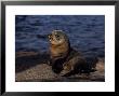 New Zealand Fur Seal, Young, South Australia by Gerard Soury Limited Edition Pricing Art Print