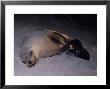 Californian Sea Lion, Feeding Calf by Gerard Soury Limited Edition Print